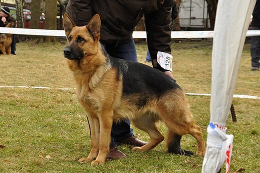 Drzonków — 2013 — zdjęcie 28