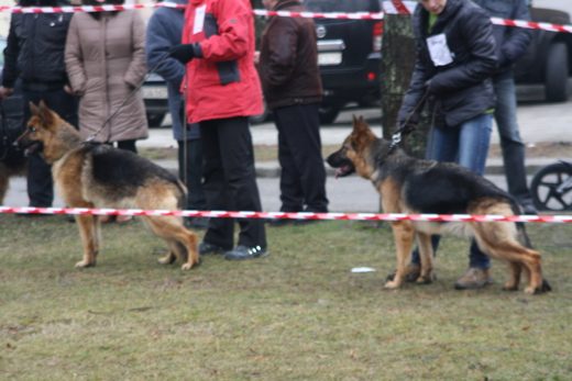 Jarosław — 2013 — zdjęcie 55