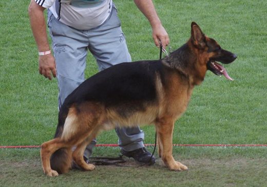 Wystawa światowa ON 2011 — zdjęcie 98