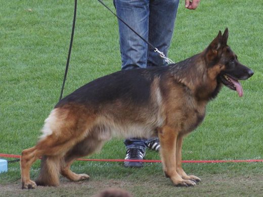 Wystawa światowa ON 2011 — zdjęcie 97