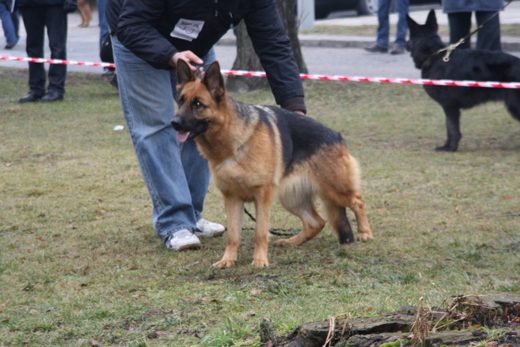 Jarosław — 2013 — zdjęcie 57