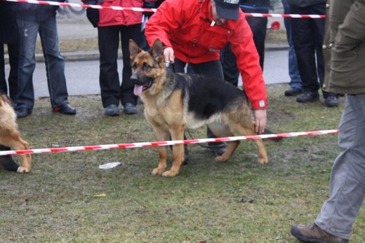 Jarosław — 2013 — zdjęcie 43