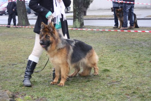 Jarosław — 2013 — zdjęcie 3
