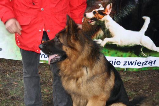 Jarosław — 2013 — zdjęcie 1