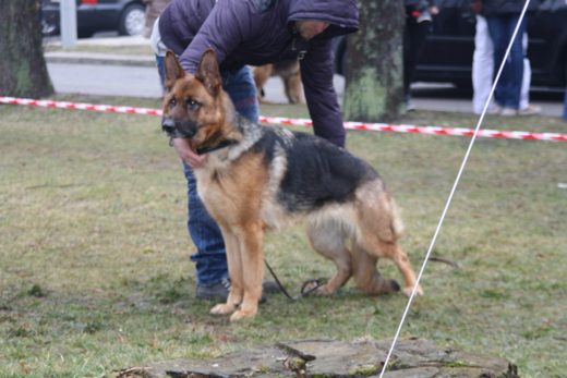 Jarosław — 2013 — zdjęcie 48