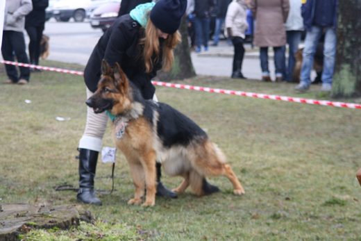 Jarosław — 2013 — zdjęcie 50