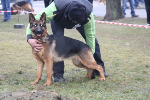 Jarosław — 2013 — zdjęcie 47