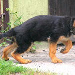 owczarek_faza4_5m