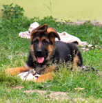 owczarek_faza4_6m