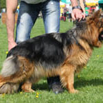 owczarek_faza6_4m
