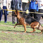 owczarek_faza6_6m