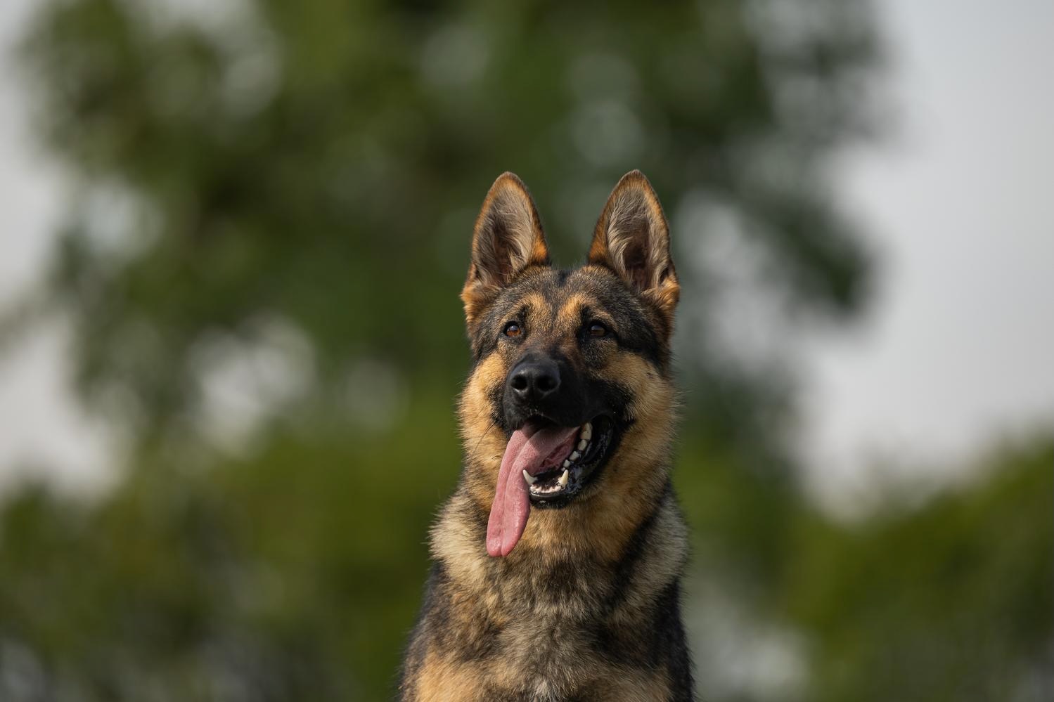 NERA Canis Invictus