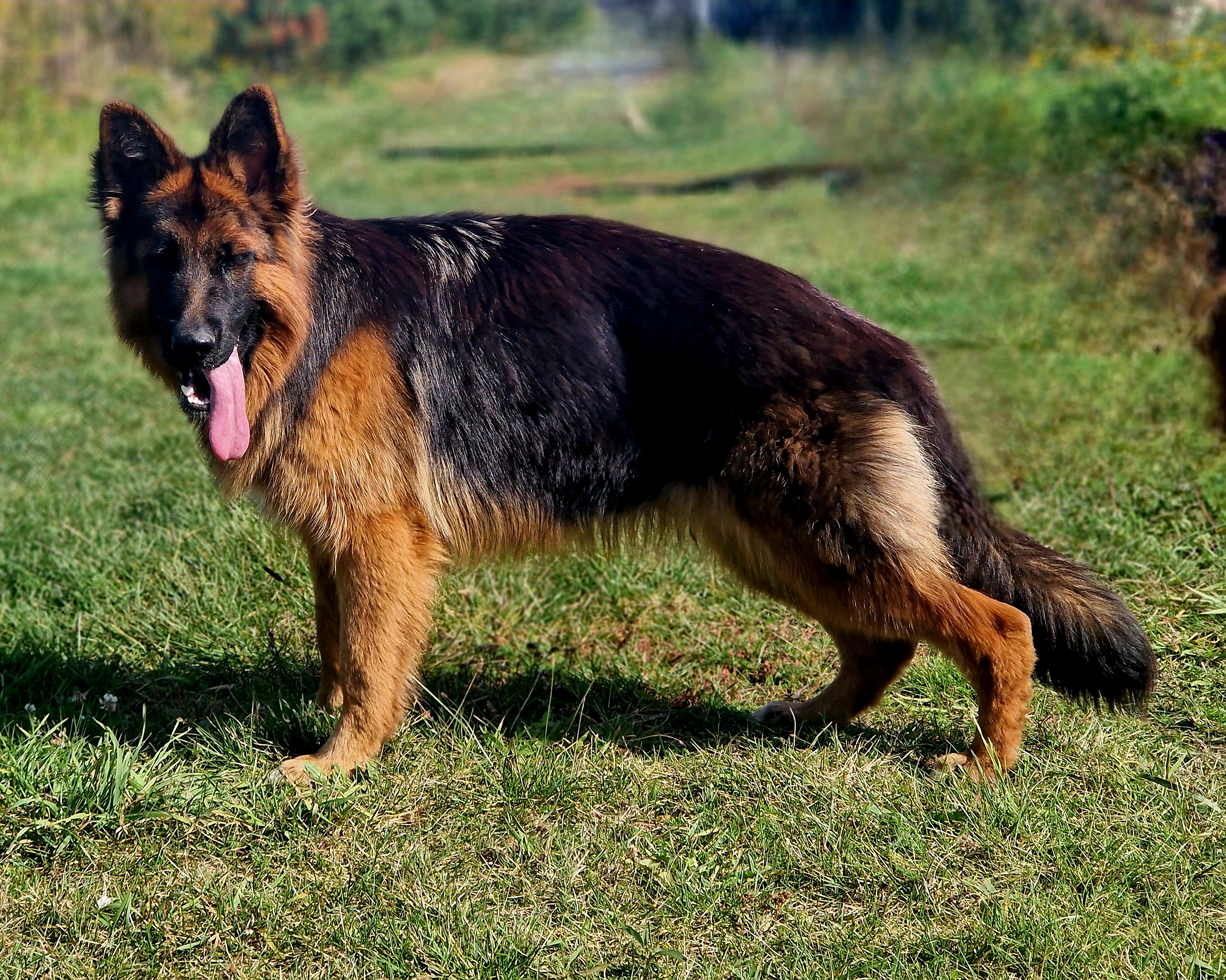 ILSA Framato Rolau