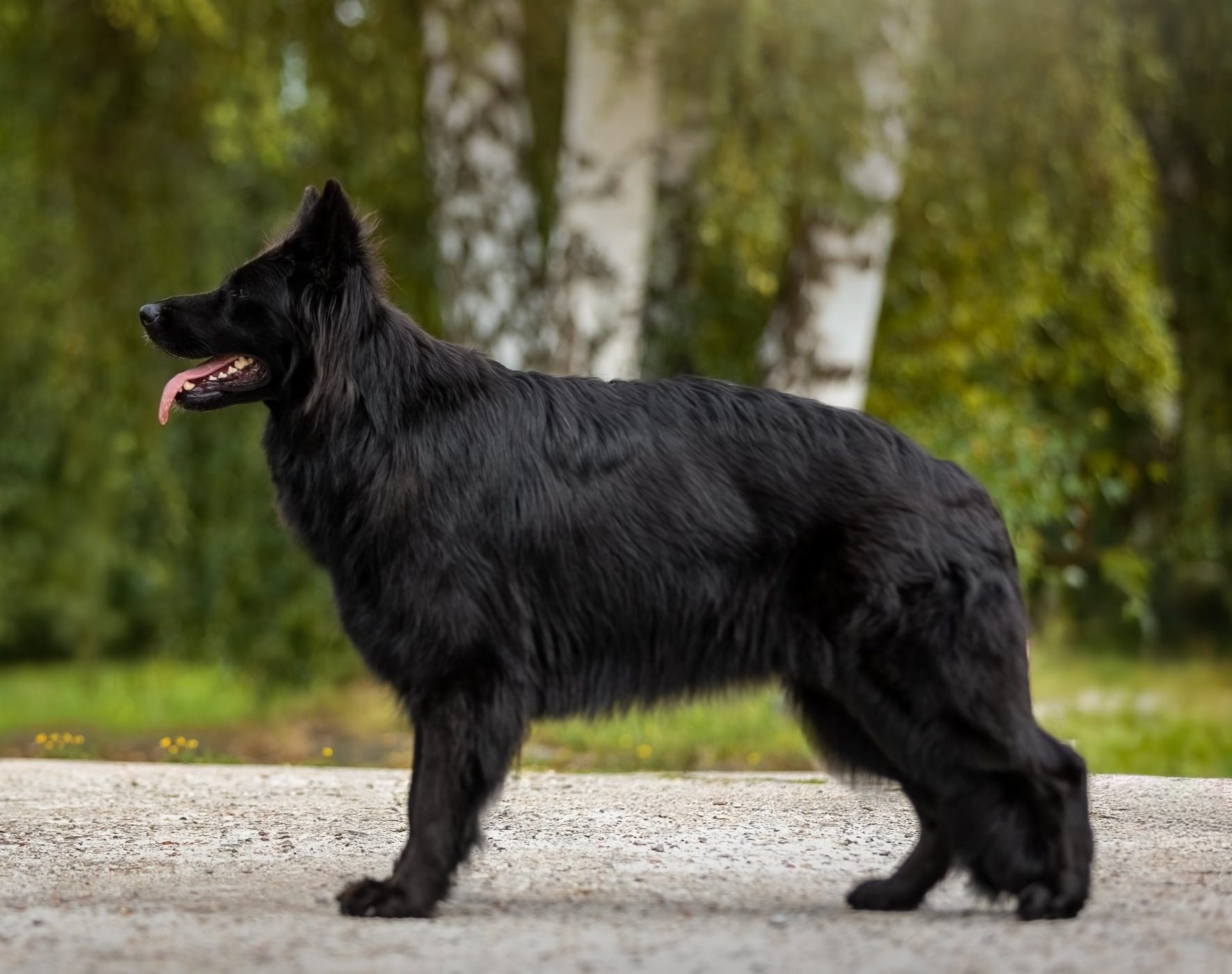 ETNA vom Edlen Wolf