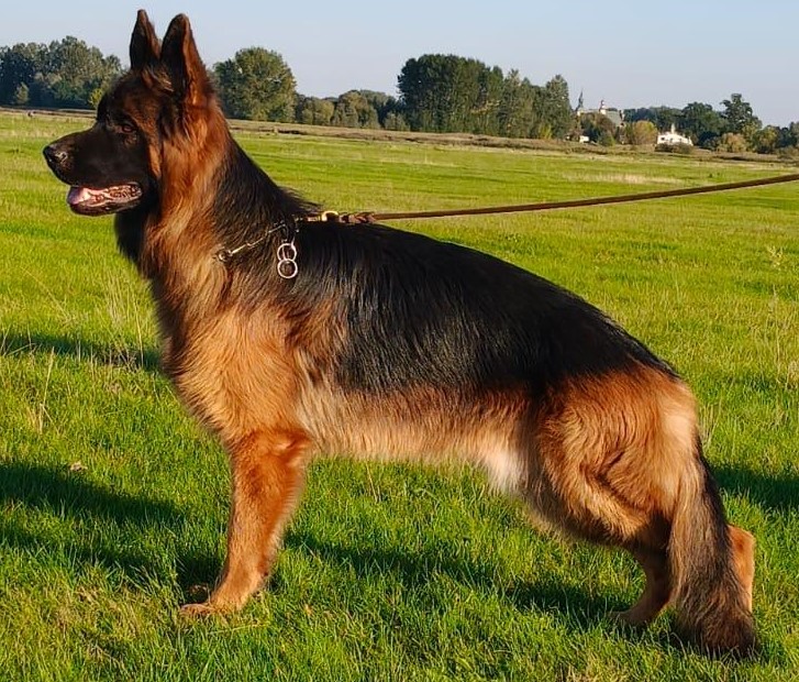 Bafinkowa Zagroda FCI